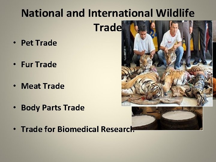 National and International Wildlife Trade • Pet Trade • Fur Trade • Meat Trade