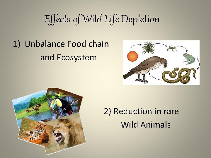 Effects of Wild Life Depletion 1) Unbalance Food chain and Ecosystem 2) Reduction in