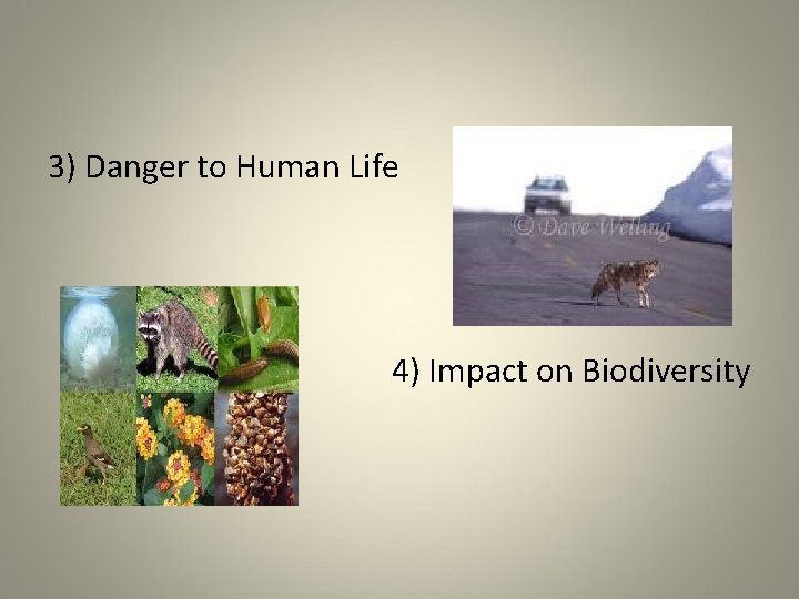 3) Danger to Human Life 4) Impact on Biodiversity 