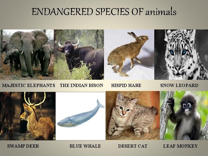 ENDANGERED SPECIES OF animals MAJESTIC ELEPHANTS SWAMP DEER THE INDIAN BISON BLUE WHALE HISPID