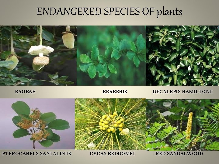 ENDANGERED SPECIES OF plants BAOBAB PTEROCARPUS SANTALINUS BERBERIS CYCAS BEDDOMEI DECALEPIS HAMILTONII RED SANDALWOOD