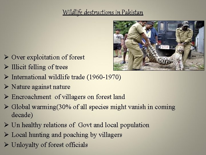 Wildlife destructions in Pakistan Ø Ø Ø Over exploitation of forest Illicit felling of