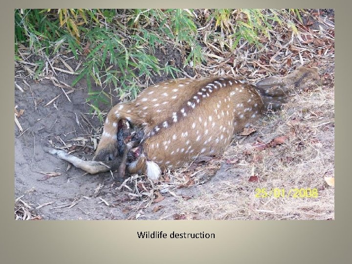 Wildlife destruction 