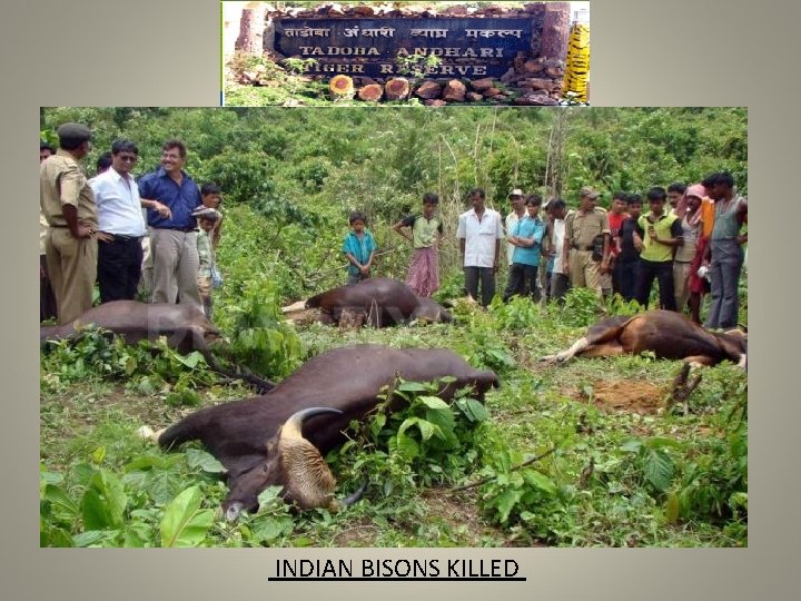 INDIAN BISONS KILLED 