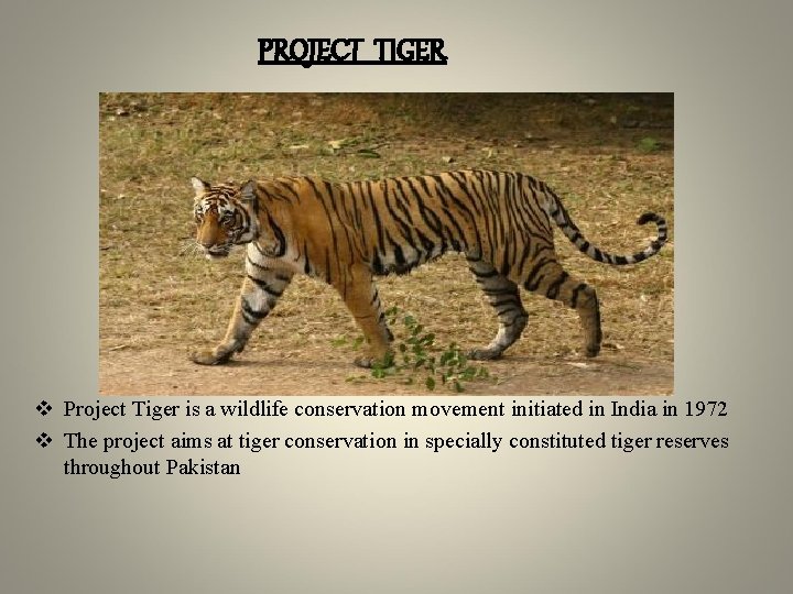 PROJECT TIGER v Project Tiger is a wildlife conservation movement initiated in India in