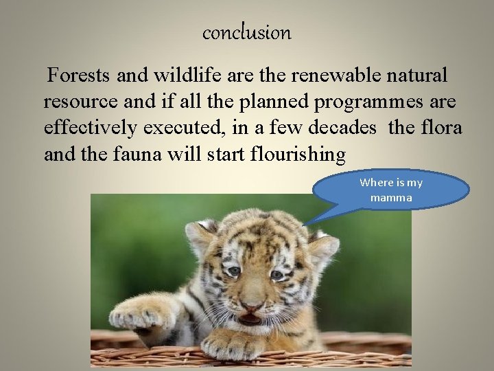 conclusion Forests and wildlife are the renewable natural resource and if all the planned