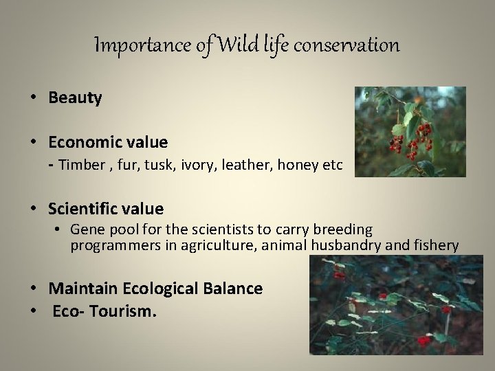 Importance of Wild life conservation • Beauty • Economic value - Timber , fur,