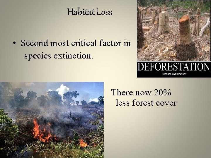 Habitat Loss • Second most critical factor in species extinction. than existed 300 years