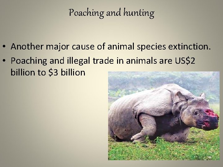 Poaching and hunting • Another major cause of animal species extinction. • Poaching and
