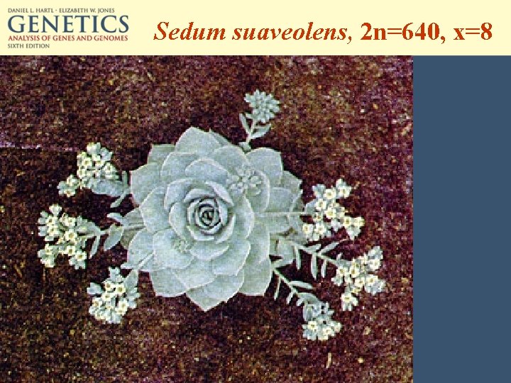 Sedum suaveolens, 2 n=640, x=8 