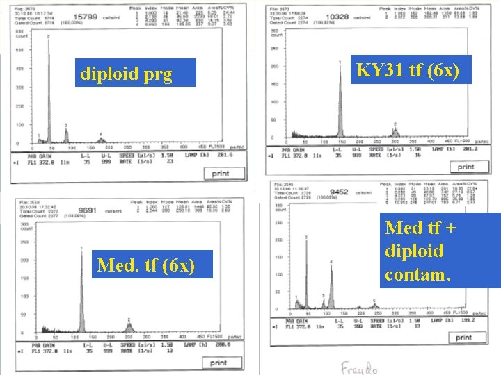 diploid prg Med. tf (6 x) KY 31 tf (6 x) Med tf +