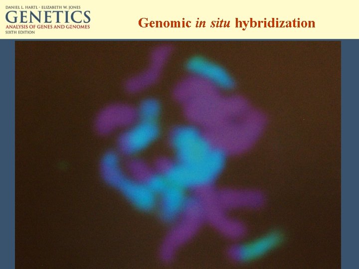 Genomic in situ hybridization 