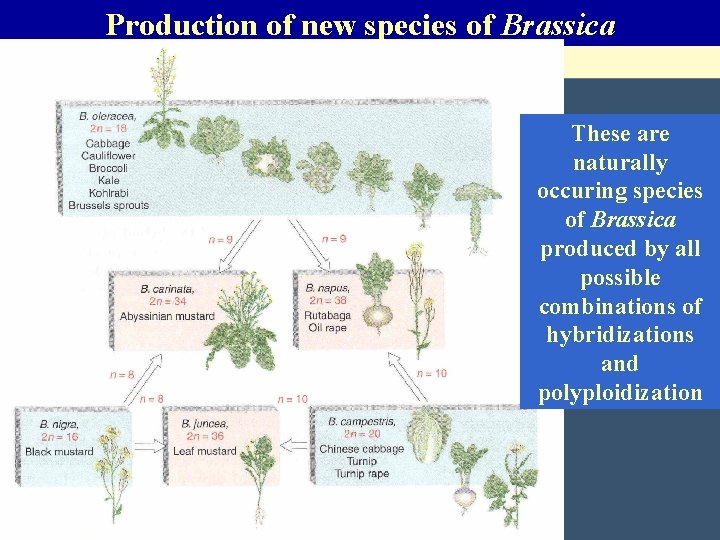 Production of new species of Brassica These are naturally occuring species of Brassica produced