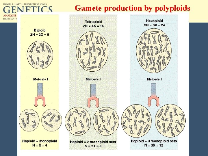 Gamete production by polyploids 