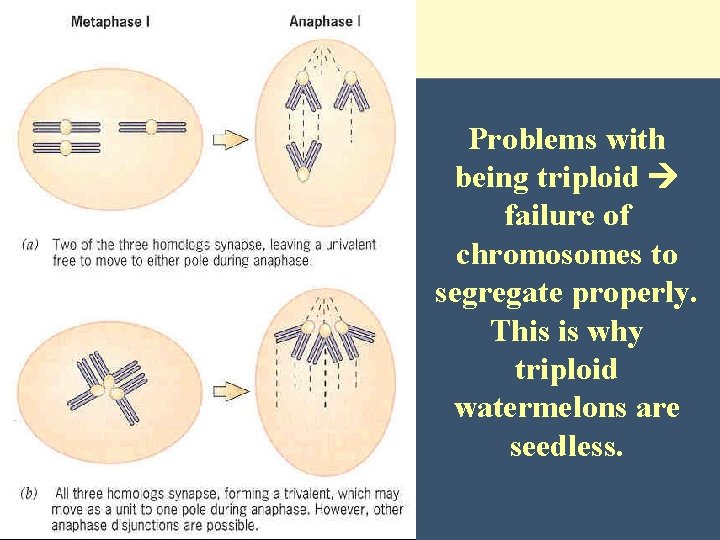 Problems with being triploid failure of chromosomes to segregate properly. This is why triploid