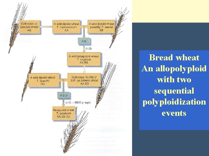 Bread wheat An allopolyploid with two sequential polyploidization events 