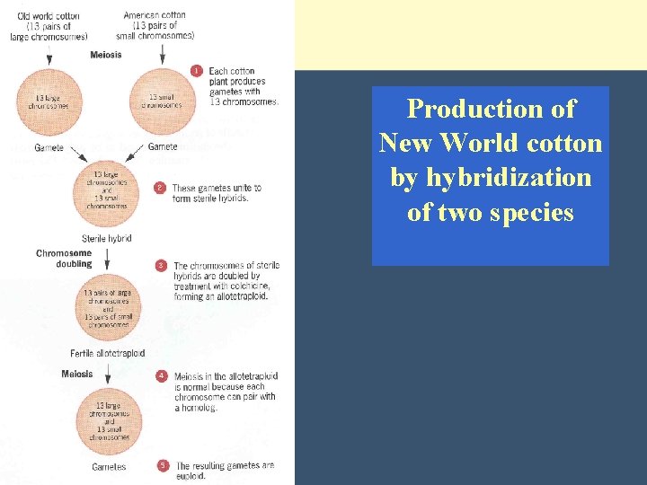 Production of New World cotton by hybridization of two species 