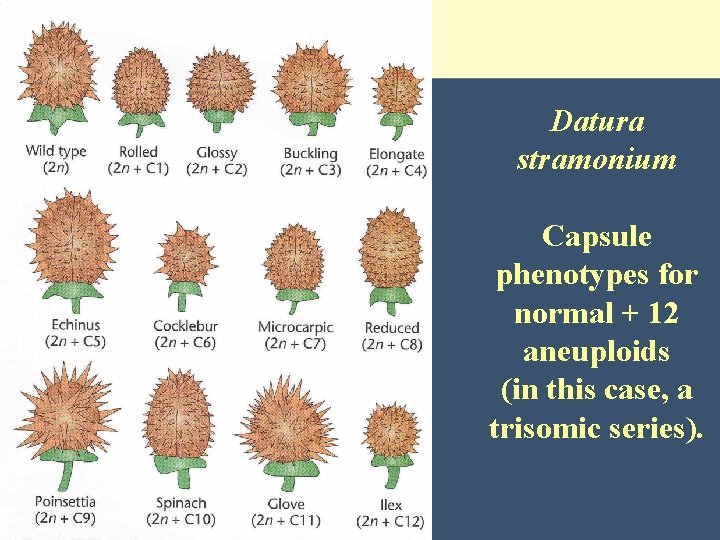 Datura stramonium Capsule phenotypes for normal + 12 aneuploids (in this case, a trisomic