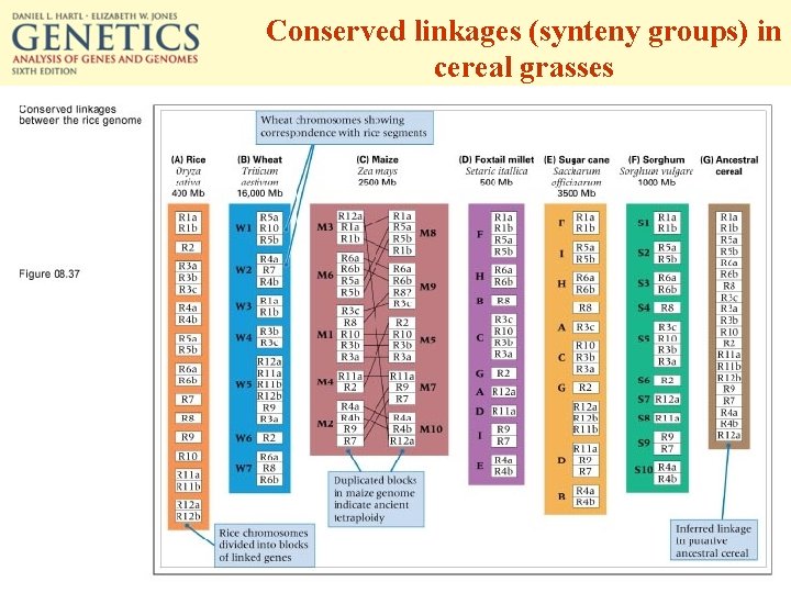 Conserved linkages (synteny groups) in cereal grasses 