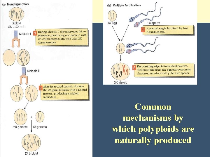 Common mechanisms by which polyploids are naturally produced 