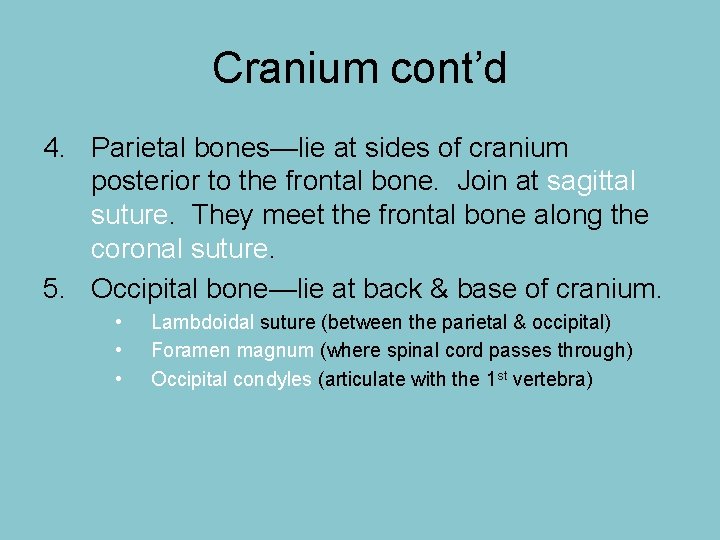 Cranium cont’d 4. Parietal bones—lie at sides of cranium posterior to the frontal bone.