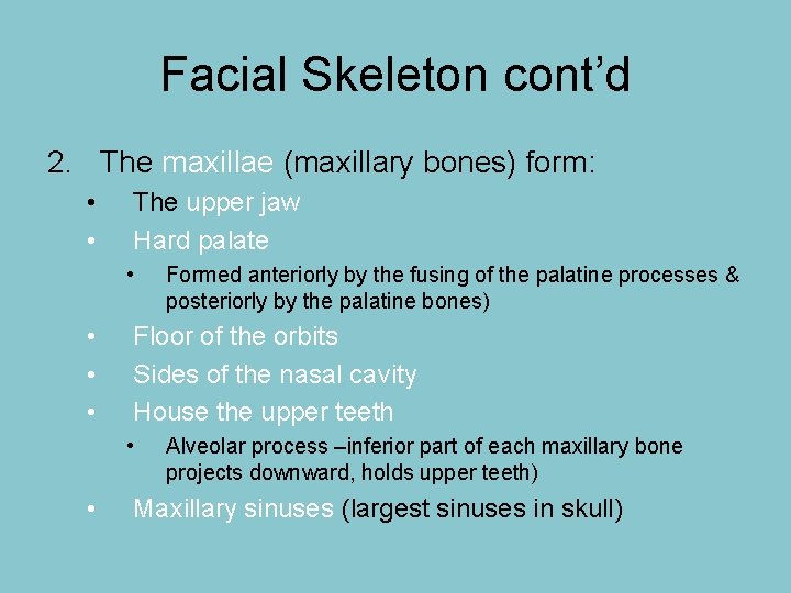 Facial Skeleton cont’d 2. The maxillae (maxillary bones) form: • • The upper jaw