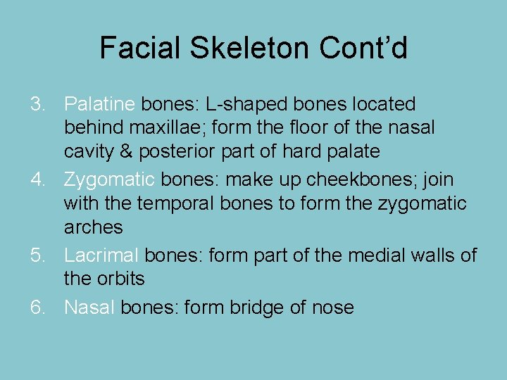 Facial Skeleton Cont’d 3. Palatine bones: L-shaped bones located behind maxillae; form the floor