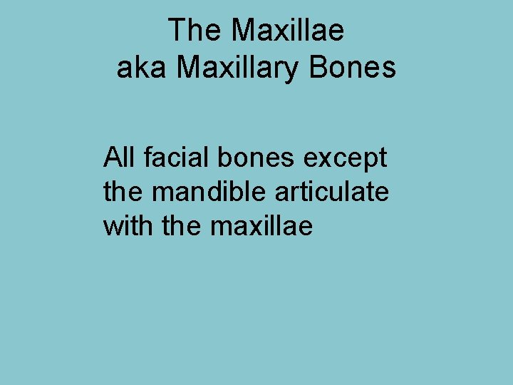 The Maxillae aka Maxillary Bones All facial bones except the mandible articulate with the