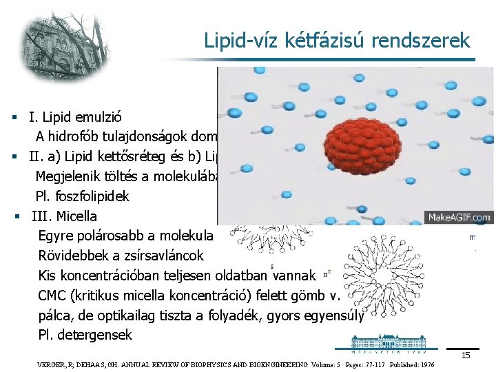 Lipid víz kétfázisú rendszerek § I. Lipid emulzió A hidrofób tulajdonságok dominálnak § II.