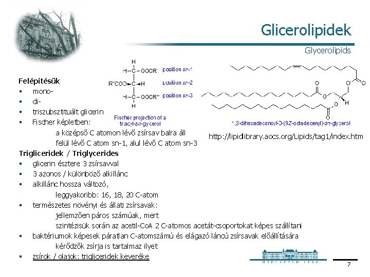 Glicerolipidek Glycerolipids Felépítésük § mono § di § triszubsztituált glicerin § Fischer képletben: a