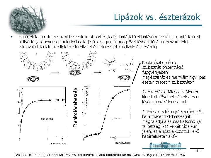 Lipázok vs. észterázok Határfelületi enzimek: az aktív centrumot borító „fedél” határfelület hatására felnyílik határfelületi