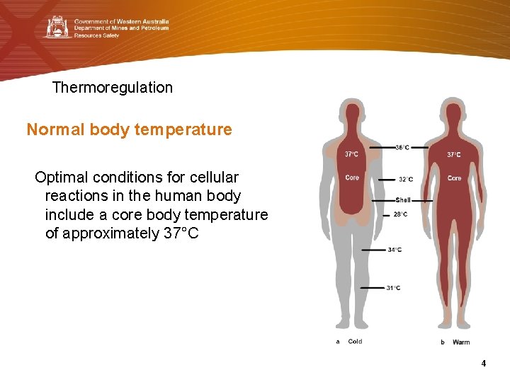 Thermoregulation Normal body temperature Optimal conditions for cellular reactions in the human body include