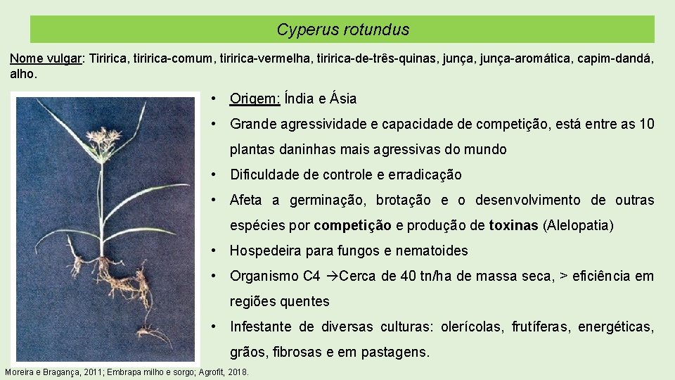 Cyperus rotundus Nome vulgar: Tiririca, tiririca-comum, tiririca-vermelha, tiririca-de-três-quinas, junça-aromática, capim-dandá, alho. • Origem: Índia