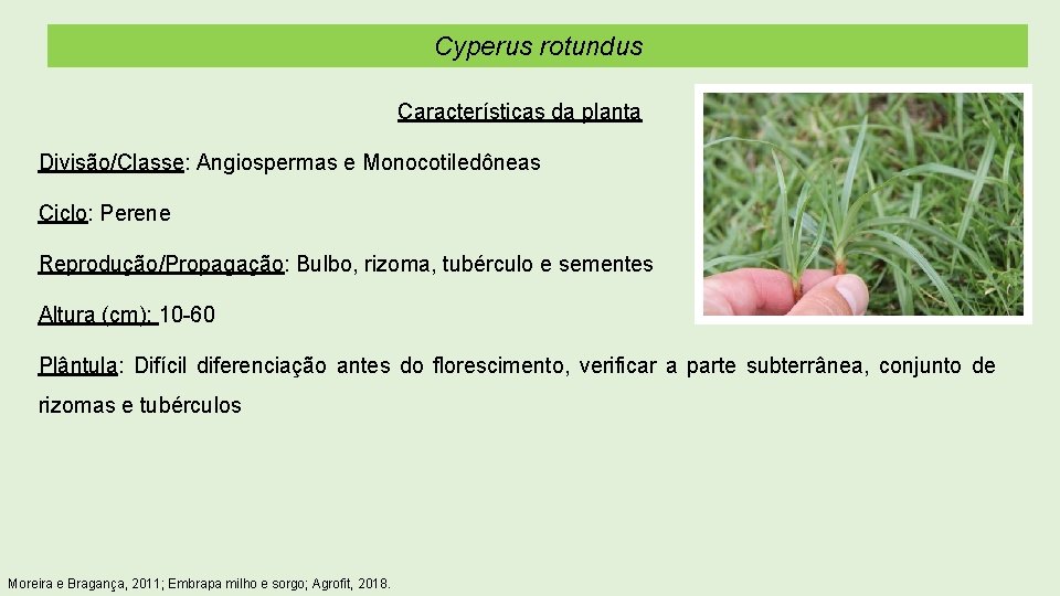 Cyperus rotundus Características da planta Divisão/Classe: Angiospermas e Monocotiledôneas Ciclo: Perene Reprodução/Propagação: Bulbo, rizoma,