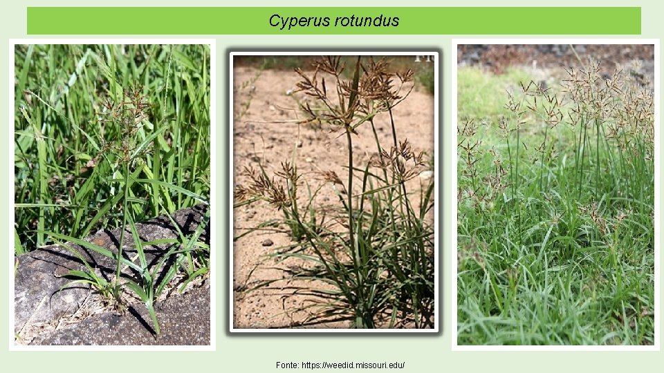 Cyperus rotundus Fonte: https: //weedid. missouri. edu/ 