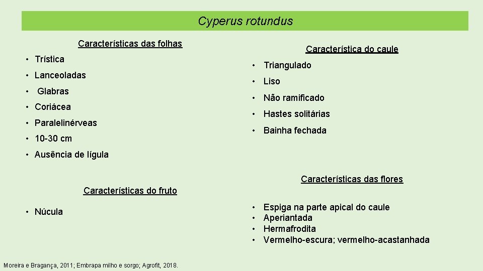 Cyperus rotundus Características das folhas • Trística • Lanceoladas • Glabras Característica do caule