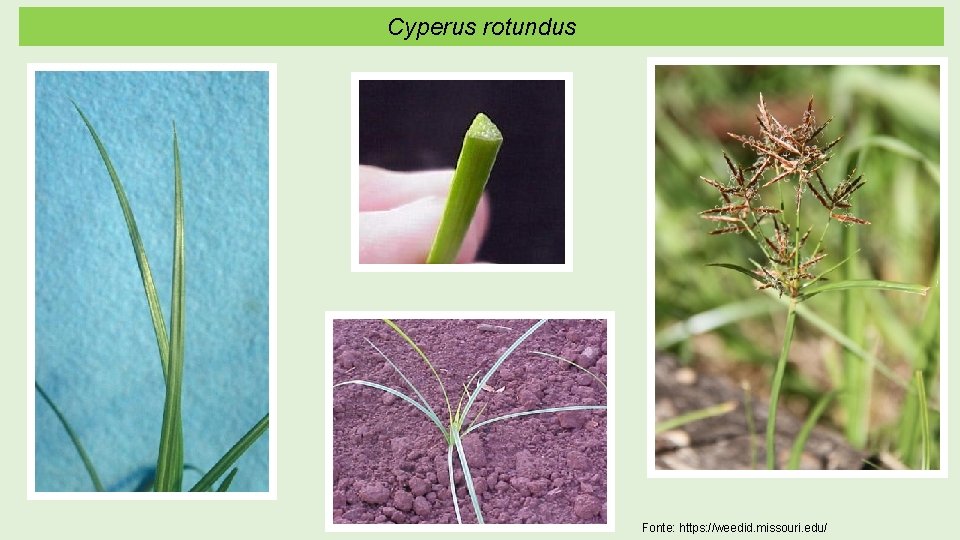 Cyperus rotundus Fonte: https: //weedid. missouri. edu/ 