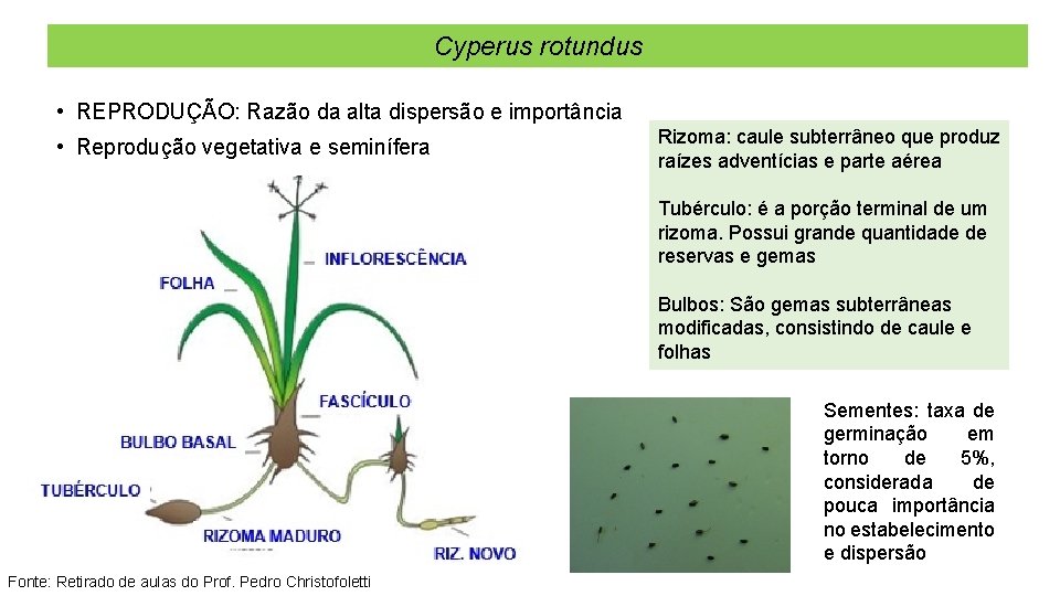 Cyperus rotundus • REPRODUÇÃO: Razão da alta dispersão e importância • Reprodução vegetativa e