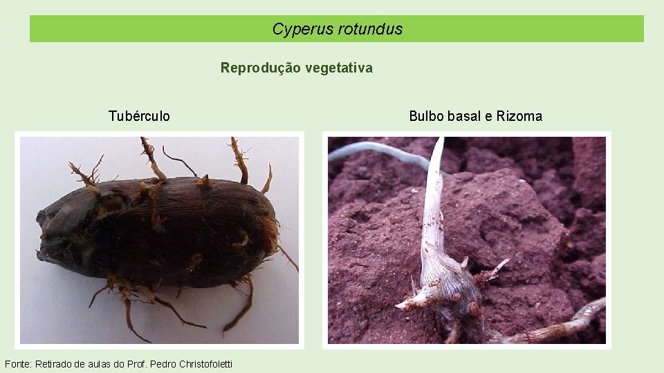 Cyperus rotundus Reprodução vegetativa Tubérculo Fonte: Retirado de aulas do Prof. Pedro Christofoletti Bulbo