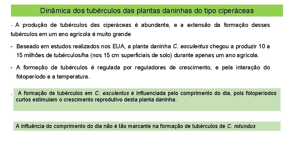 Dinâmica dos tubérculos das plantas daninhas do tipo ciperáceas - A produção de tubérculos