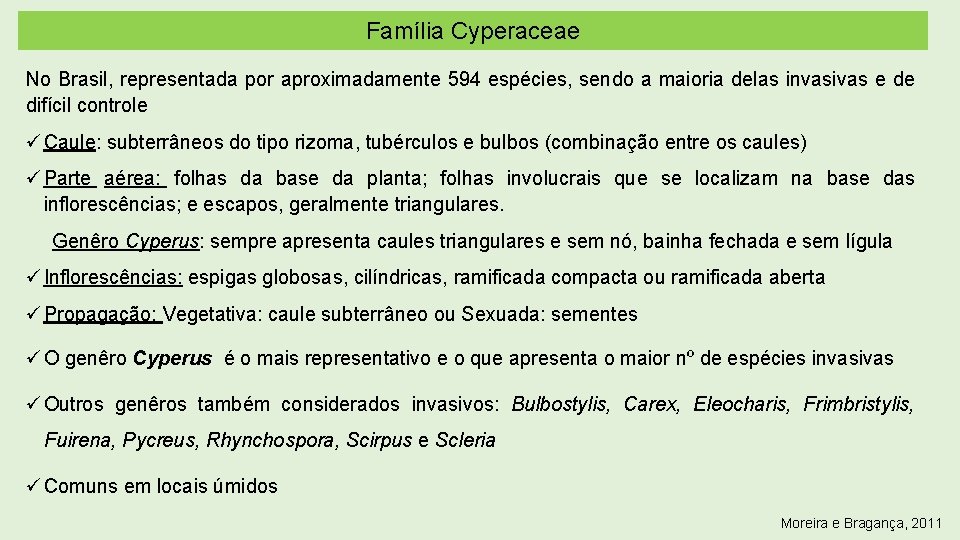 Família Cyperaceae No Brasil, representada por aproximadamente 594 espécies, sendo a maioria delas invasivas