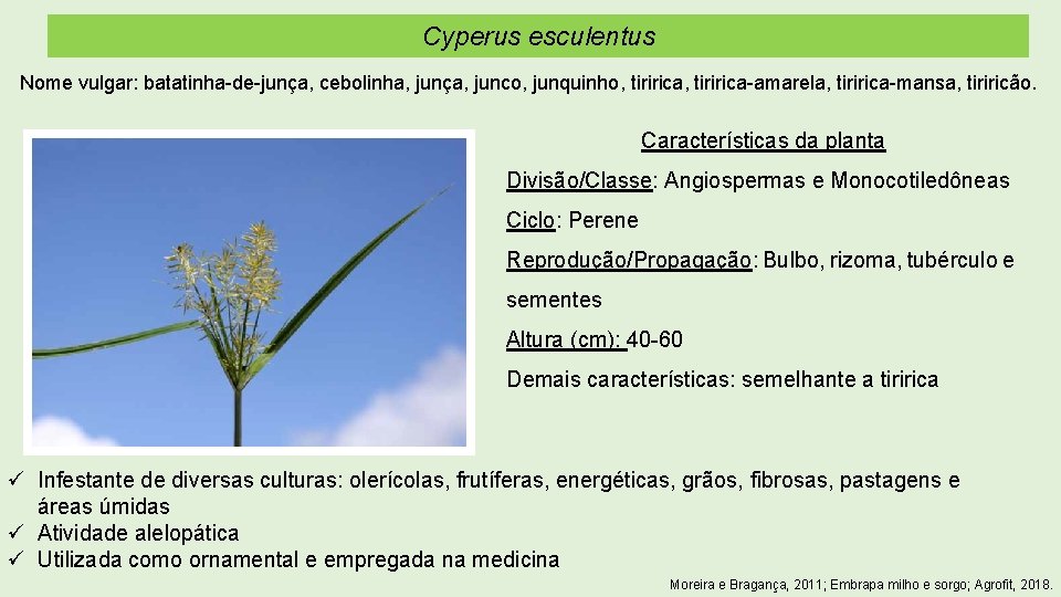 Cyperus esculentus Nome vulgar: batatinha-de-junça, cebolinha, junça, junco, junquinho, tiririca-amarela, tiririca-mansa, tiriricão. Características da