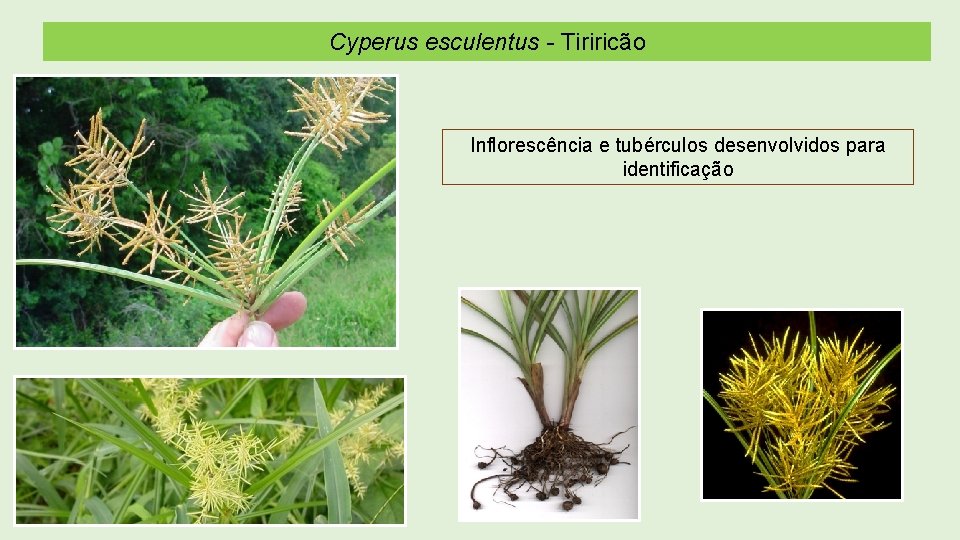 Cyperus esculentus - Tiriricão Inflorescência e tubérculos desenvolvidos para identificação 