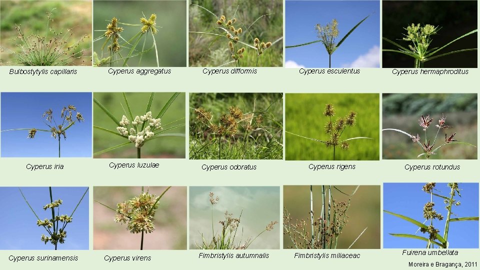 Bulbostytylis capillaris Cyperus iria Cyperus surinamensis Cyperus aggregatus Cyperus difformis Cyperus luzulae Cyperus odoratus