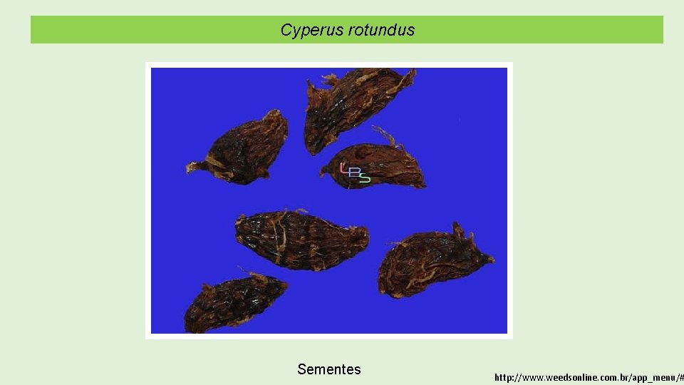 Cyperus rotundus Sementes http: //www. weedsonline. com. br/app_menu/# 