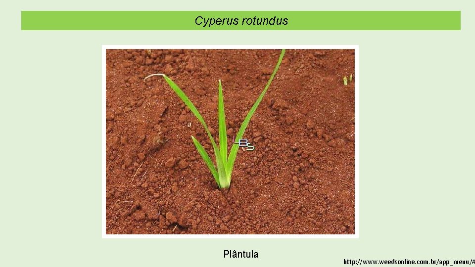 Cyperus rotundus Plântula http: //www. weedsonline. com. br/app_menu/# 