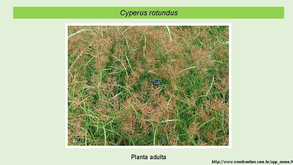 Cyperus rotundus Planta adulta http: //www. weedsonline. com. br/app_menu/# 