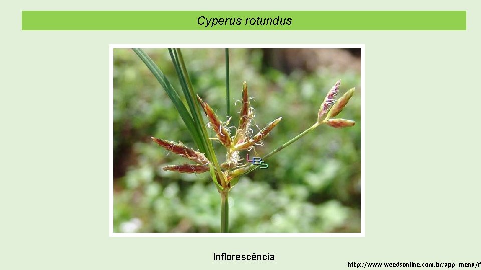 Cyperus rotundus Inflorescência http: //www. weedsonline. com. br/app_menu/# 