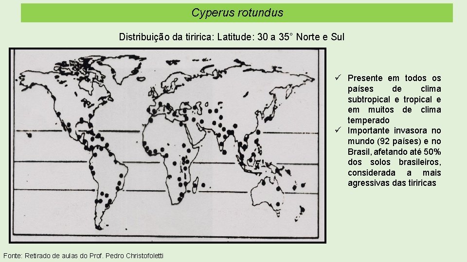 Cyperus rotundus Distribuição da tiririca: Latitude: 30 a 35° Norte e Sul ü Presente