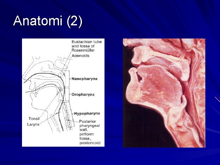 Anatomi (2) 